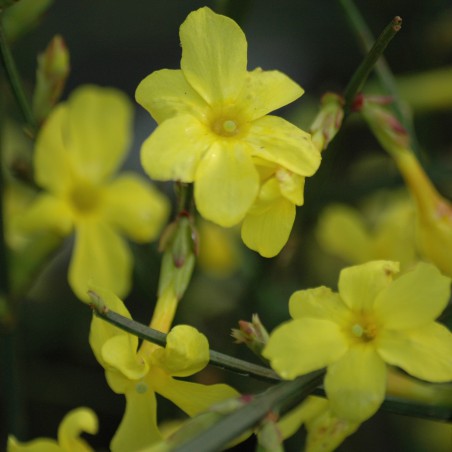 Jasmin d'hiver