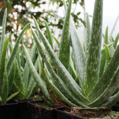 Aloe vera