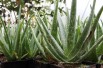 Aloe vera Aloe vera