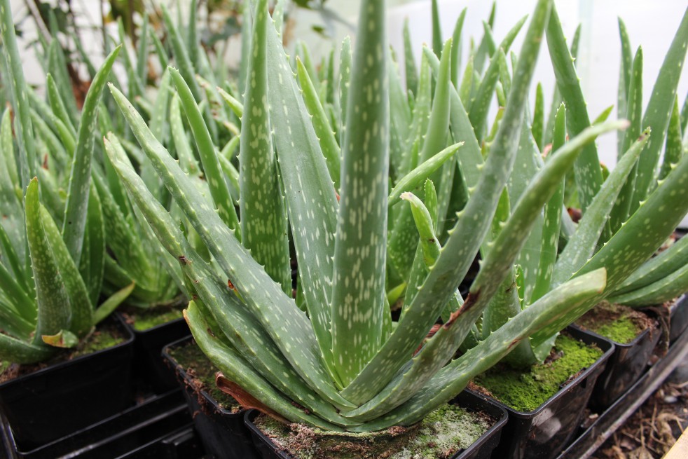 Aloe vera Aloe vera