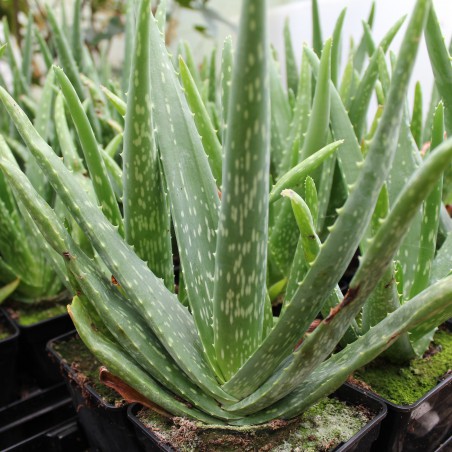 Aloe vera