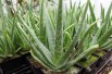 Aloe vera Aloe vera
