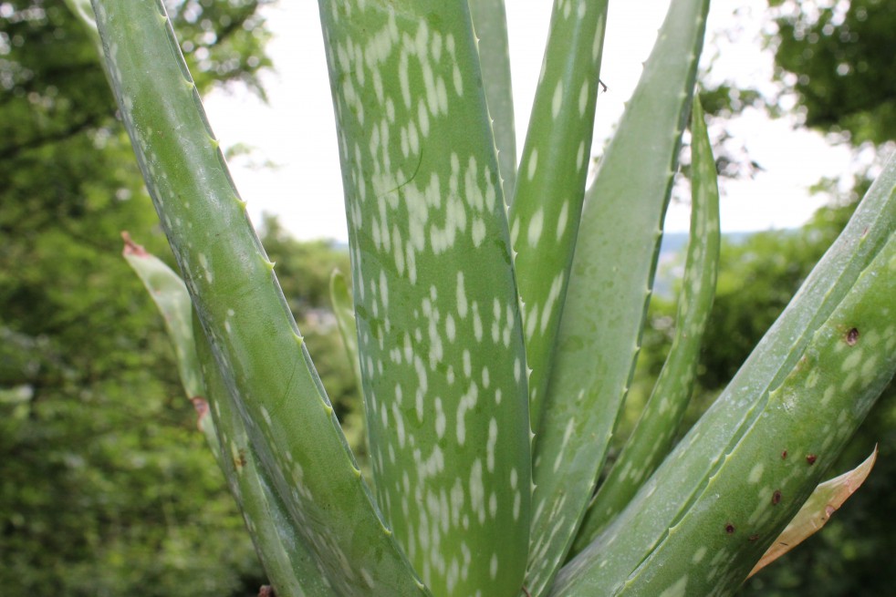 Aloe vera Aloe vera