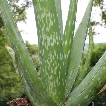 Aloe vera