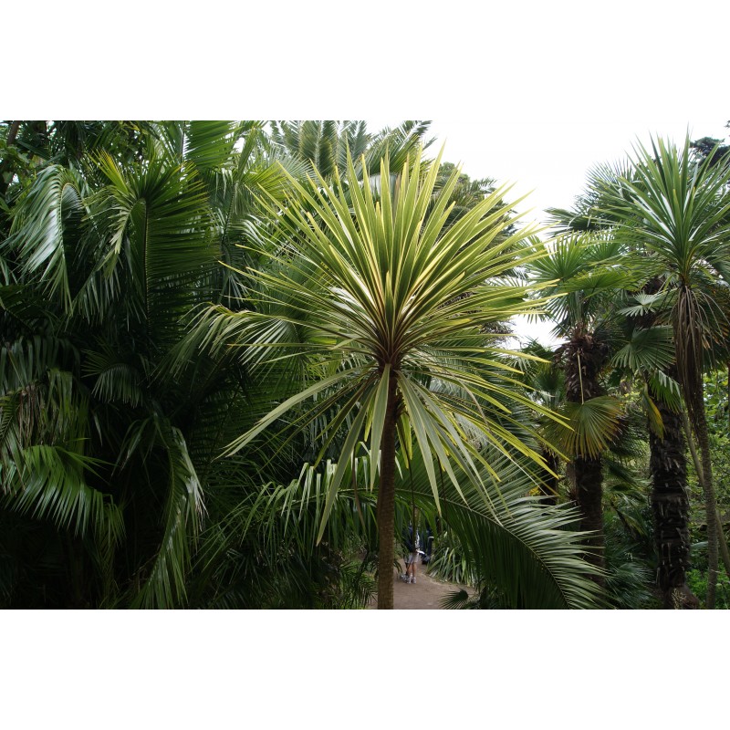 Mountain cabbage tree Dracaena Indivisa