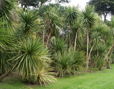 Cordyline australis