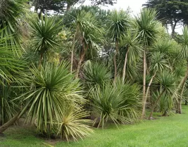 Cordyline australis
