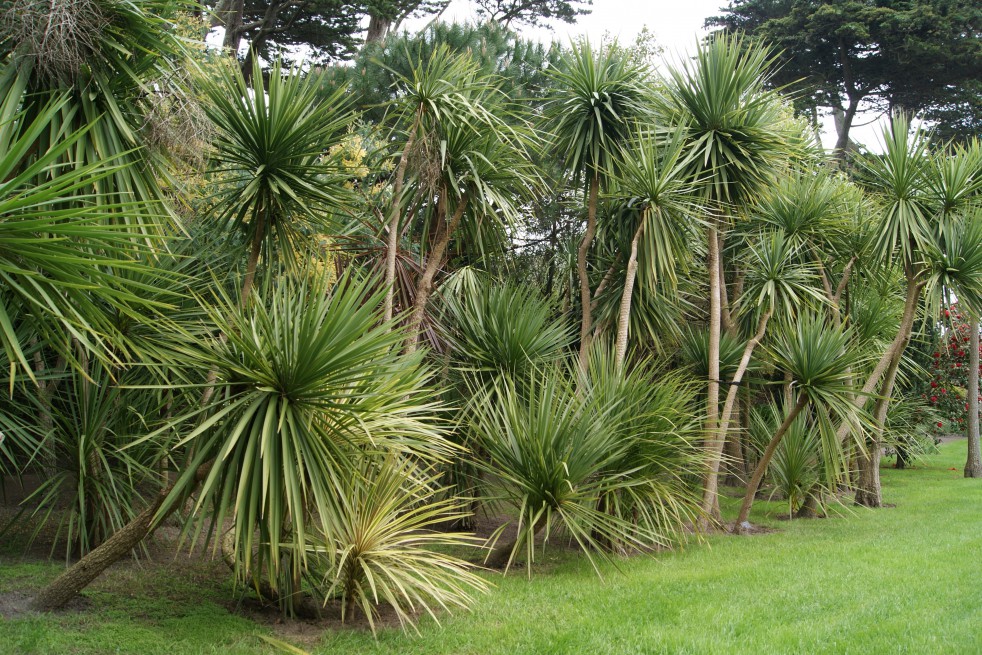 Cordyline australis