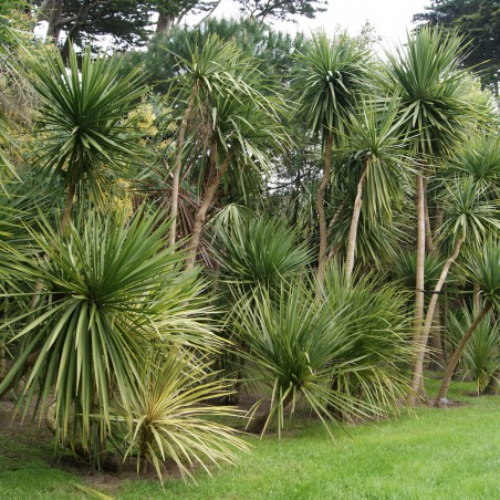 Cordyline australe