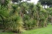 Cordyline australis