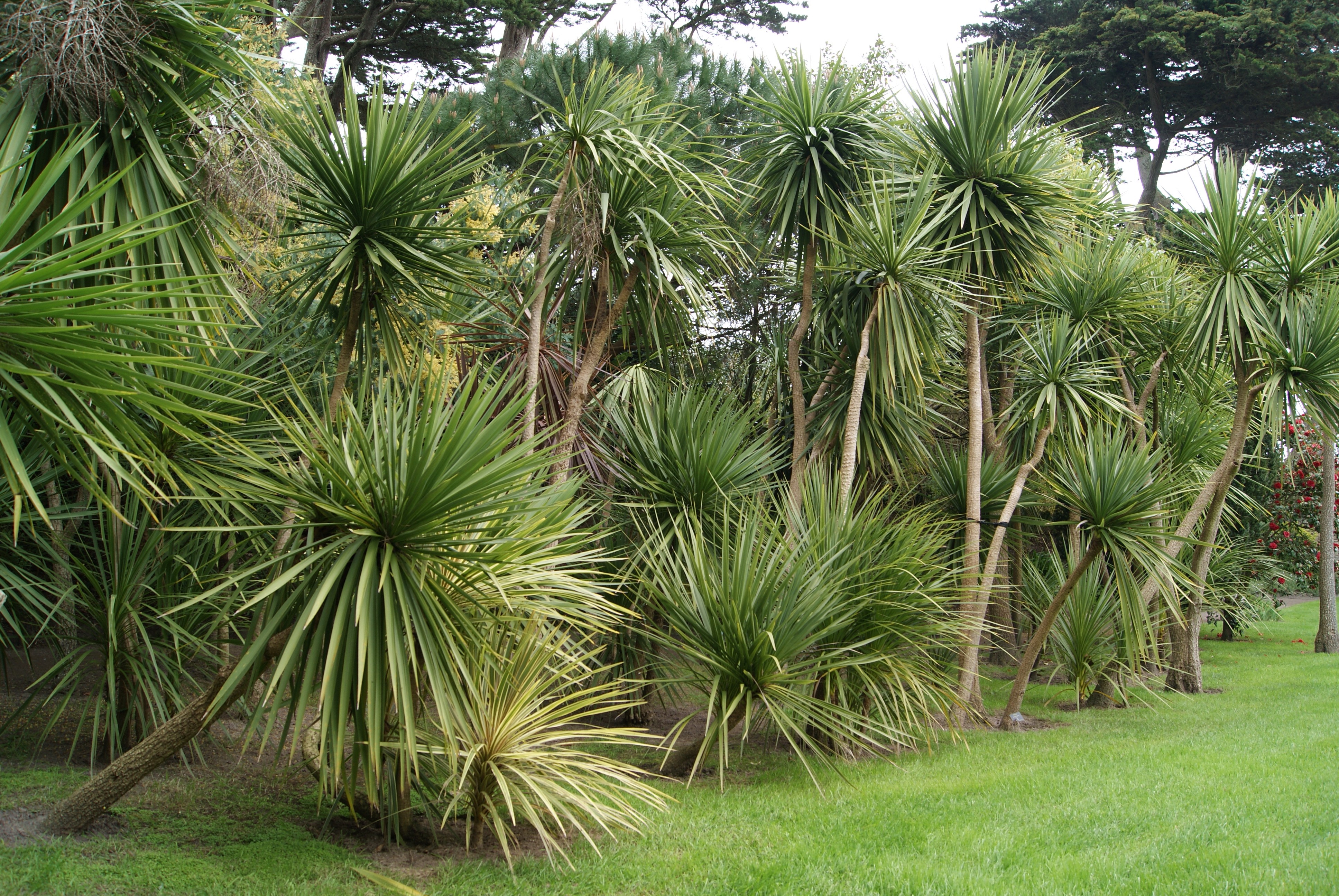 Mountain cabbage tree