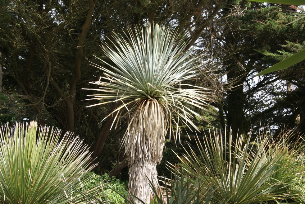 Yucca Rostrata