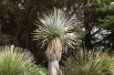 Yucca Rostrata