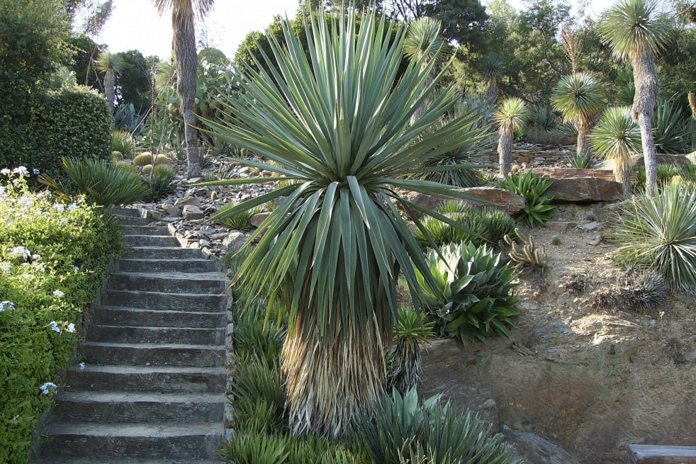 Yucca Rostrata