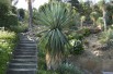 Yucca Rostrata