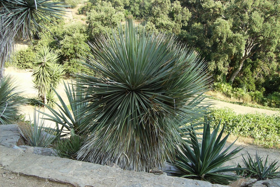 Yucca Rostrata