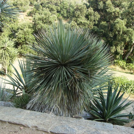 Yucca Rostrata