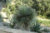 Yucca Rostrata