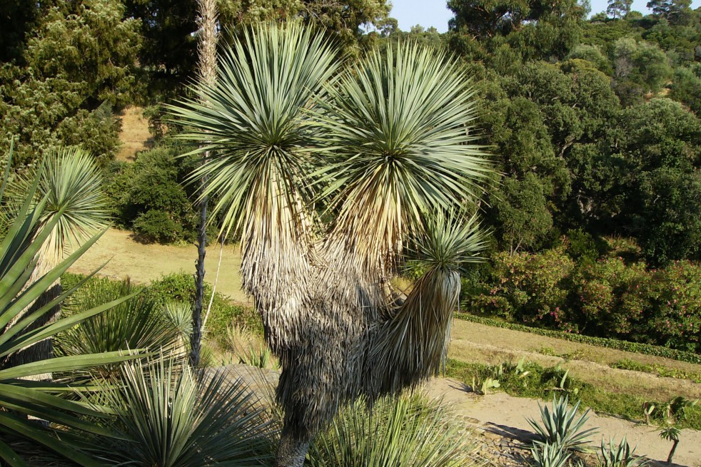 Yucca Rostrata