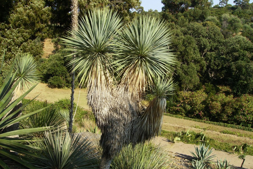 Yucca Rostrata