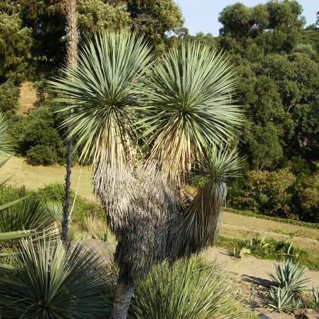 Yucca Rostrata