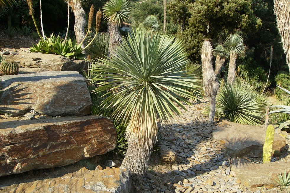 Yucca Rostrata