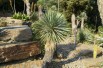 Yucca Rostrata