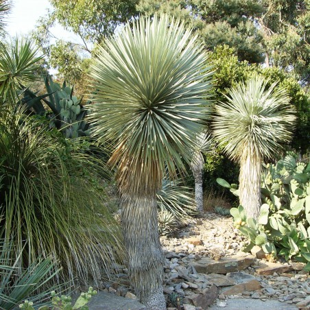Yucca Rostrata