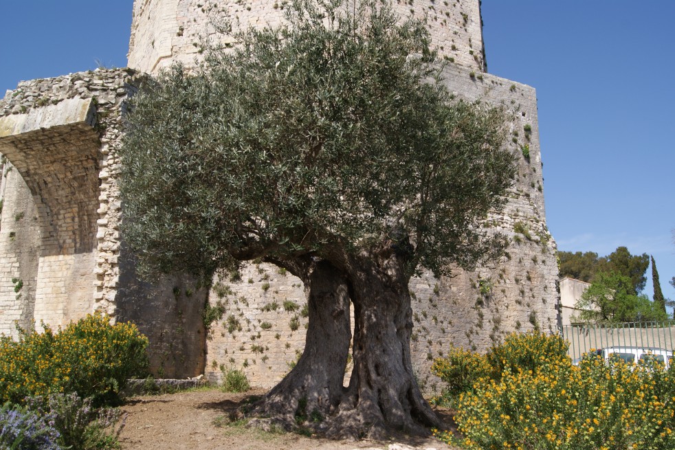 Olivier d'Europe fastigié