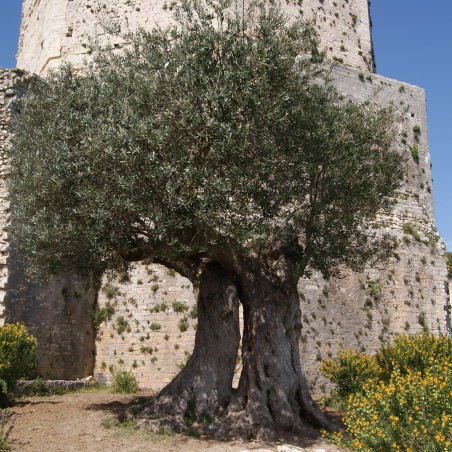 Olive tree