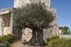 Olive tree