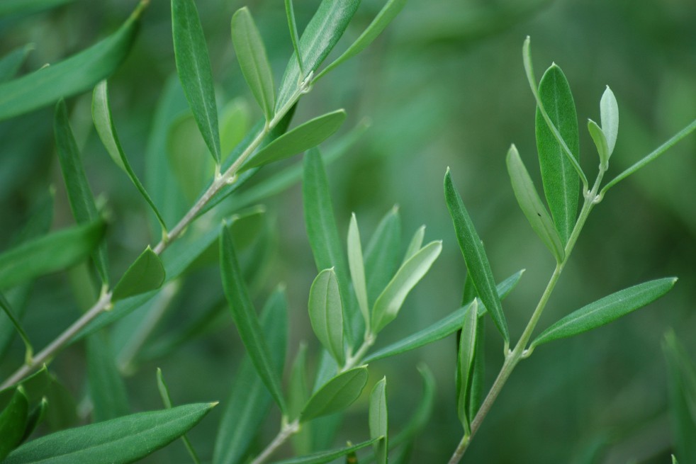 Olivier d'Europe fastigié