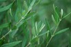Olive tree