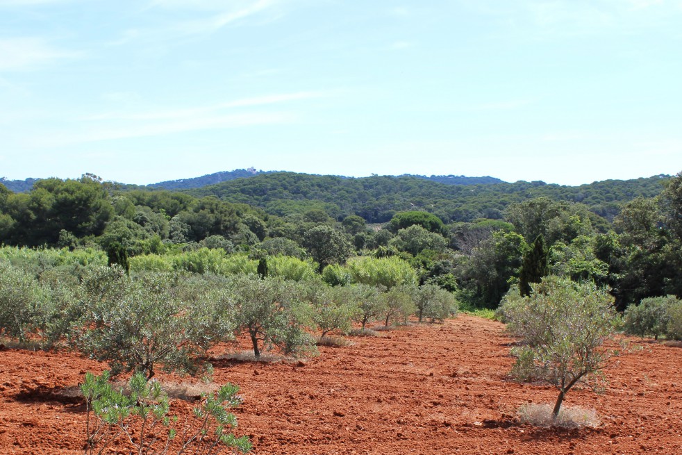 Olivier d'Europe fastigié