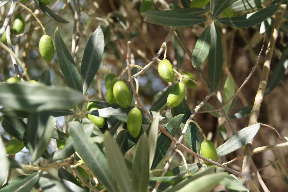 Olive tree