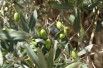Olive tree
