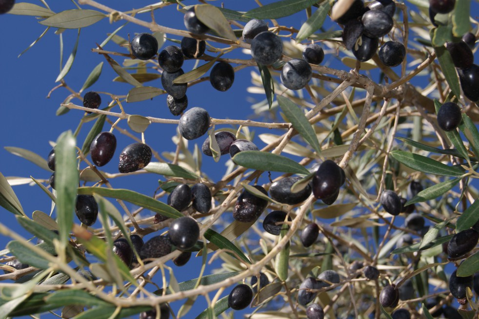 Olivier d'Europe fastigié