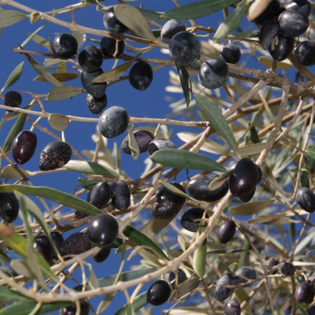 Olive tree