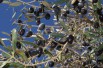 Olive tree