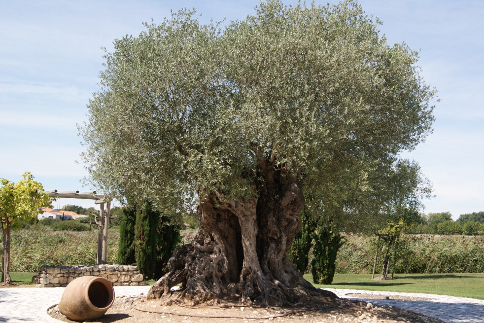 Olivier d'Europe fastigié