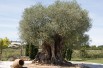 Olive tree