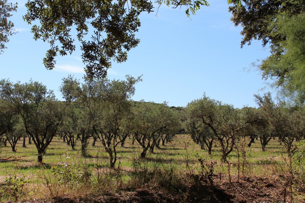 Olivier d'Europe fastigié