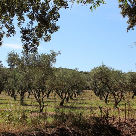 Olive tree