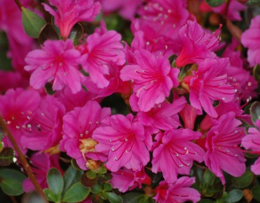 Japanse Azalea Amoena