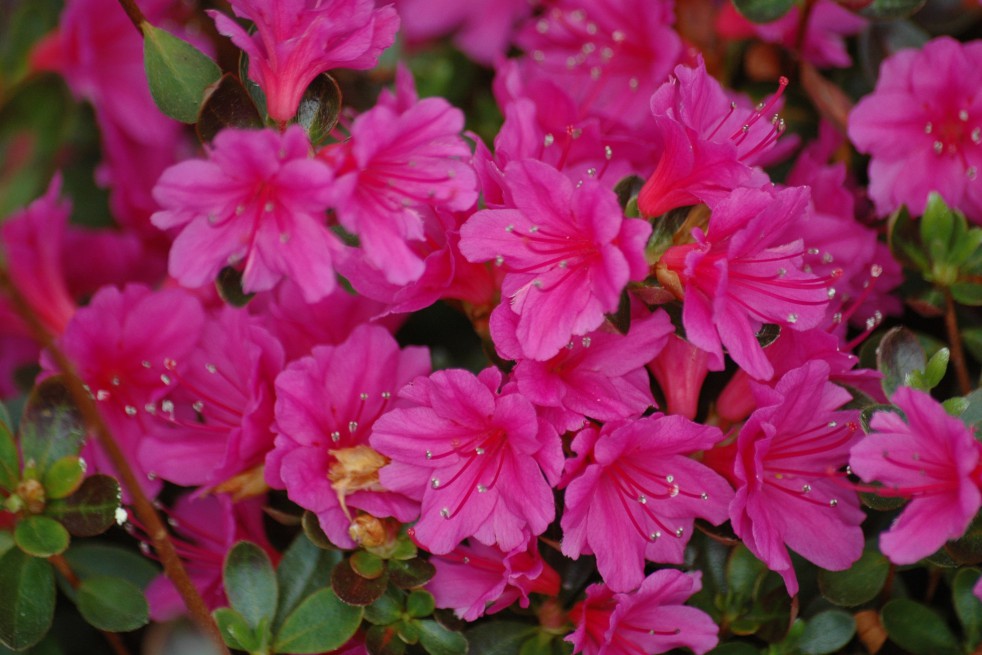 Azalée du Japon Amoena Azalée du Japon Amoena