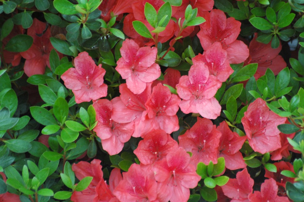 Azalée du  Japon Orange Beauty