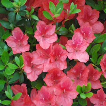 Azalée du  Japon Orange Beauty