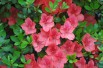 Orange Beauty Japanese Azalea