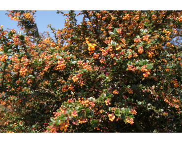 Dwarf Darwins Barberry