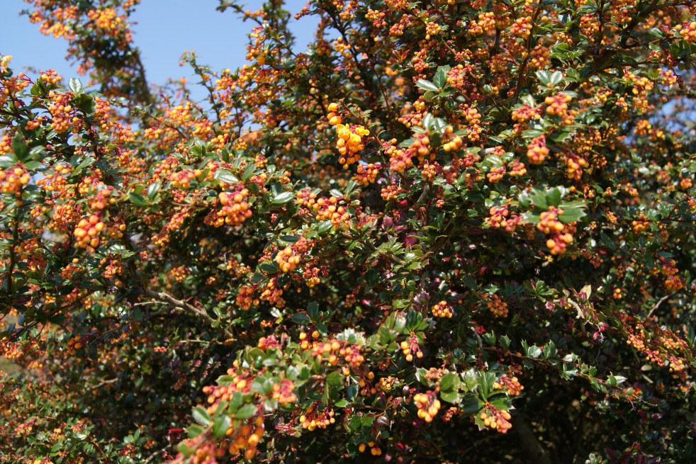 Epine-vinette de Darwin naine Epine-vinette de Darwin naine